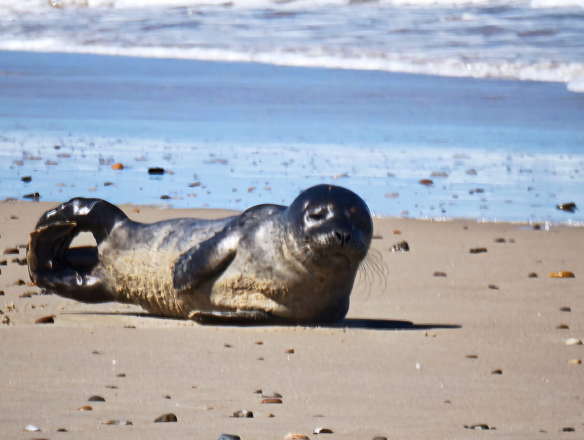 Robbe am Sandstrand von Skagen